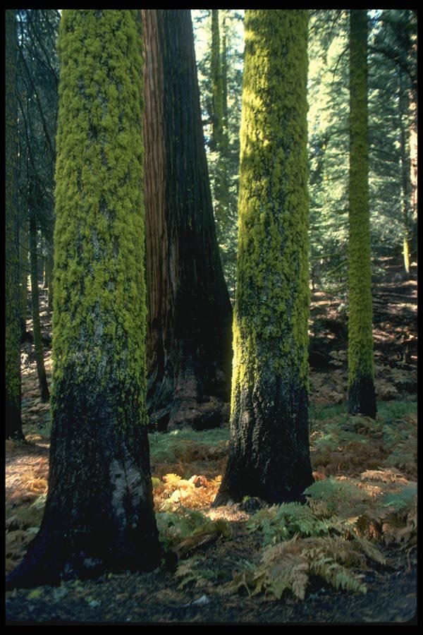 038085 Giant Trees Sequoia National Forest A4 Photo Print