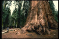 038088 General Sherman Tree Sequoia National Forest A4 Photo Print