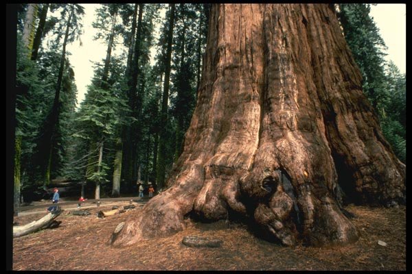 038088 General Sherman Tree Sequoia National Forest A4 Photo Print
