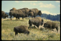038092 Buffalo Herd Yellowstone National Park A4 Photo Print