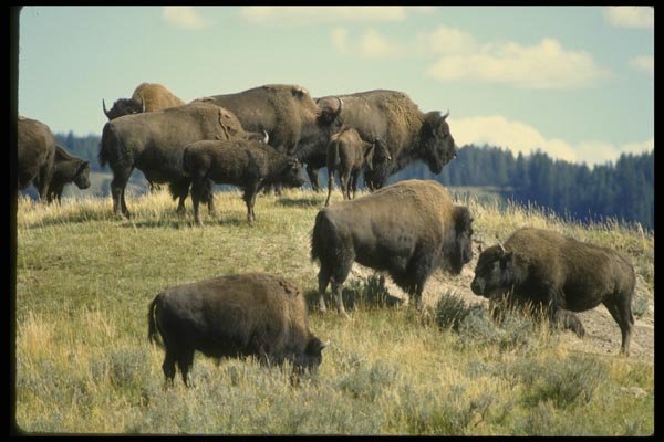 038092 Buffalo Herd Yellowstone National Park A4 Photo Print