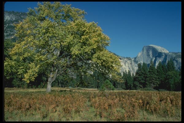 038094 Half dome Yosemite National Park A4 Photo Print