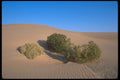 039010 Bushes On The Big Dunes A4 Photo Print