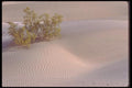 039011 Bush And Rippled Sand, Big Dunes A4 Photo Print