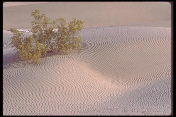 039011 Bush And Rippled Sand, Big Dunes A4 Photo Print