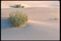 039012 Bushes, Big Dunes A4 Photo Print
