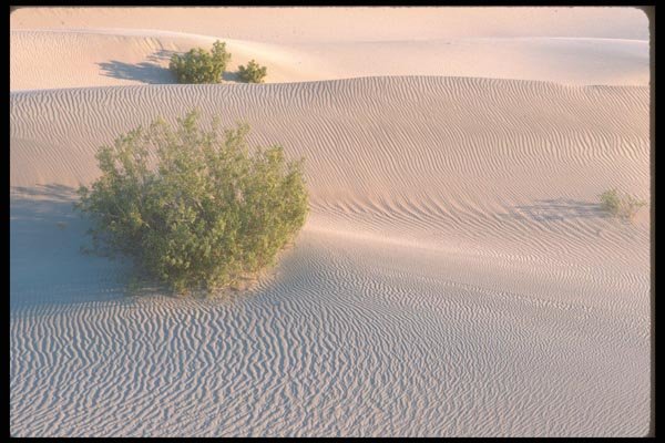 039012 Bushes, Big Dunes A4 Photo Print