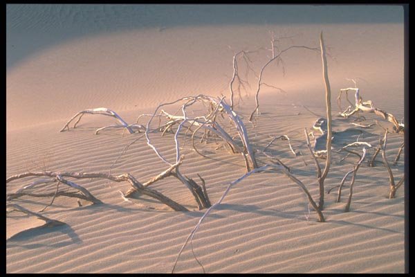 039015 Dead Branches, Dunes A4 Photo Print