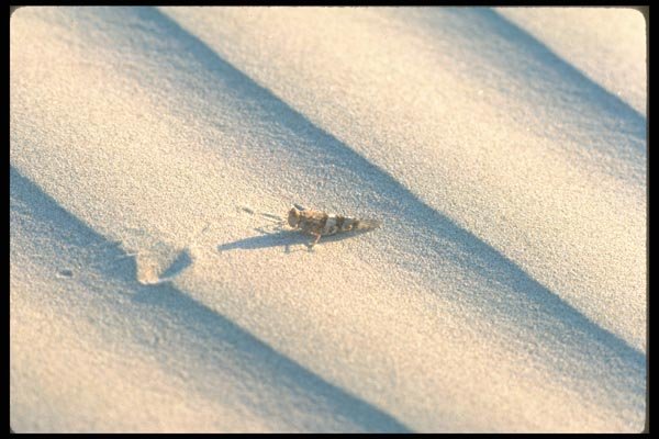 039017 Grasshopper Out Of His Element A4 Photo Print