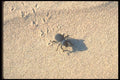 039018 Beetle On The Dunes A4 Photo Print