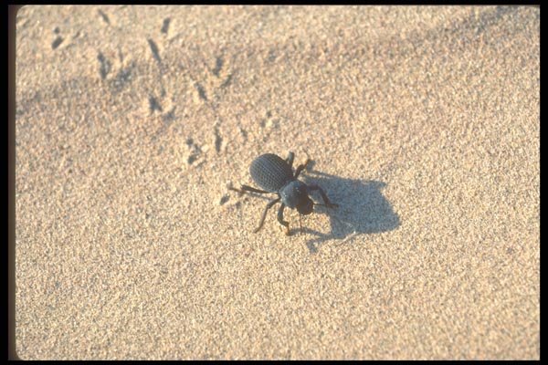039018 Beetle On The Dunes A4 Photo Print