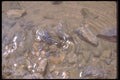 039059 Mating Pupfish, Salk Creek Trail A4 Photo Print