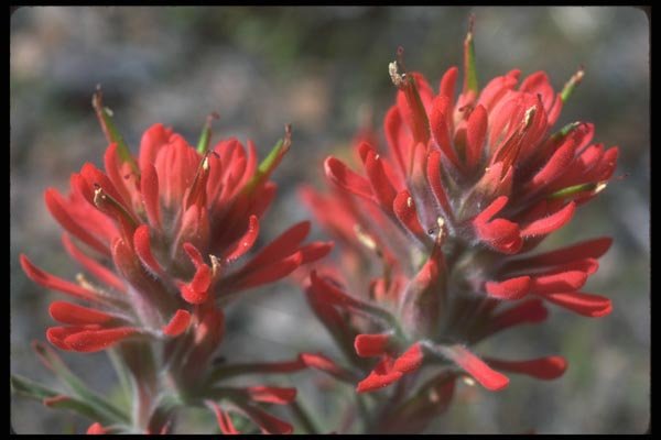 039062 Indian Paintbrush A4 Photo Print