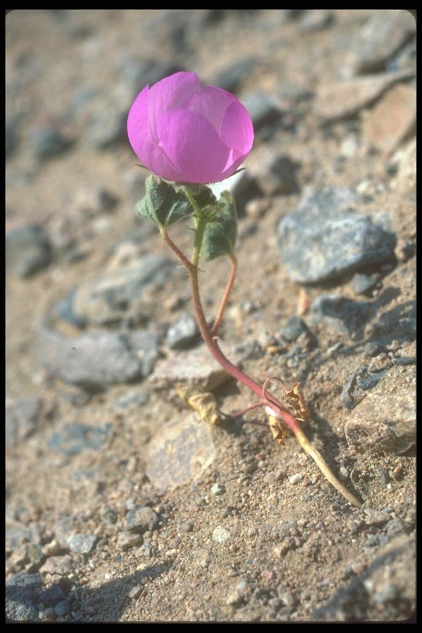 039063 Desert 5 spot A4 Photo Print