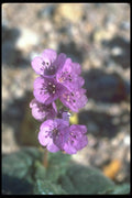 039064 Death Valley Phacelia A4 Photo Print