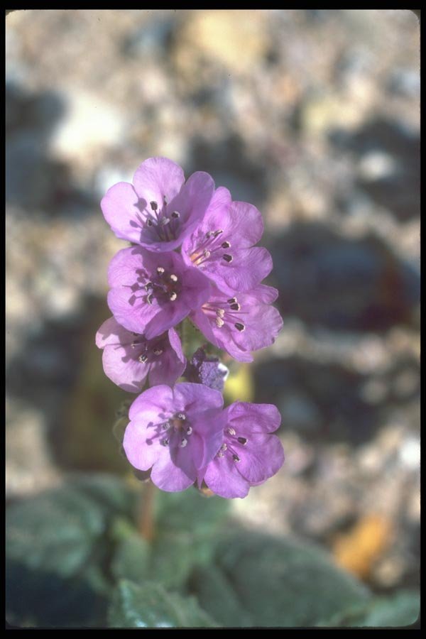039064 Death Valley Phacelia A4 Photo Print