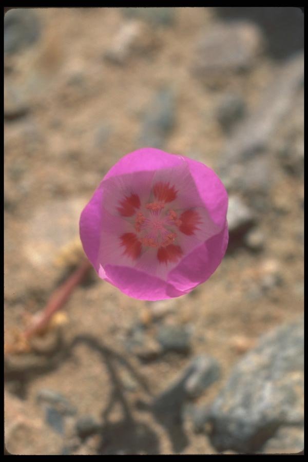 039065 Desert 5 spot A4 Photo Print