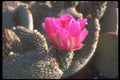 039066 Beavertail Cactus A4 Photo Print