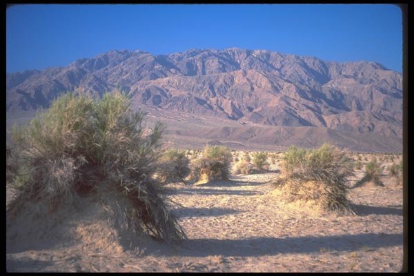 039079 Devil's Cornfield And Panamint Mountains A4 Photo Print