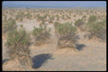 039080 Devil's Cornfield A4 Photo Print