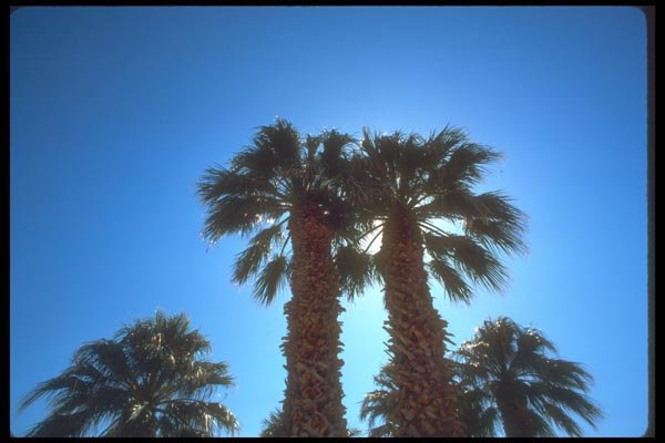 039094 Date Palms, Scotty's Castle A4 Photo Print