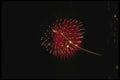 040024 Milkweed Burst A4 Photo Print
