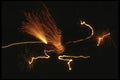 040028 Spalted Fireworks A4 Photo Print