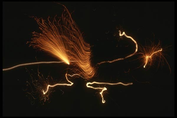 040028 Spalted Fireworks A4 Photo Print