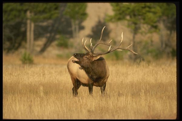 041000 Bull Elk Bugling A4 Photo Print