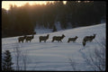 041001 Elk Herd A4 Photo Print
