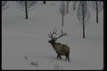 041002 Bull Elk A4 Photo Print