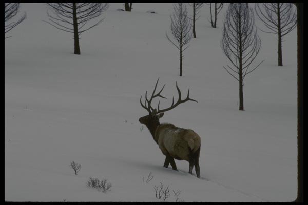 041002 Bull Elk A4 Photo Print