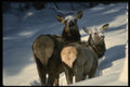 041003 Cow And Calf Elk A4 Photo Print