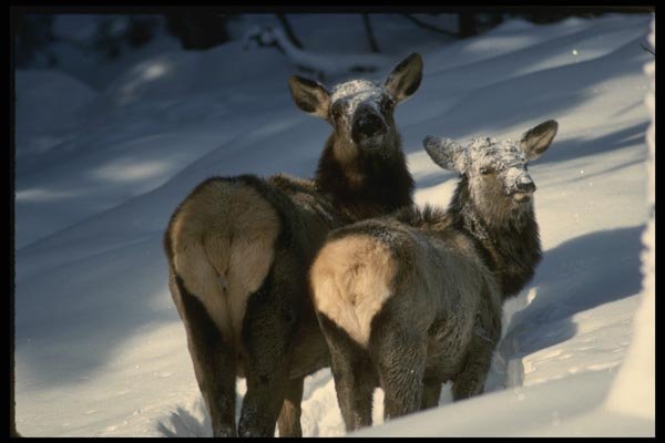 041003 Cow And Calf Elk A4 Photo Print