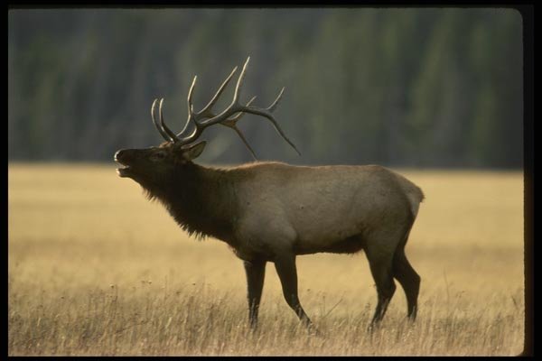041004 Bull Elk A4 Photo Print