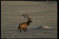 041005 Bull Elk A4 Photo Print