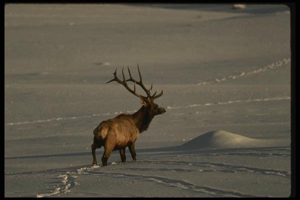 041005 Bull Elk A4 Photo Print
