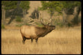 041006 Bull Elk A4 Photo Print