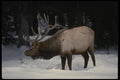 041007 Bull Elk A4 Photo Print