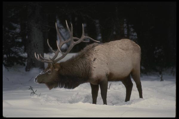 041007 Bull Elk A4 Photo Print
