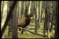 041008 Bull Elk In Aspens A4 Photo Print