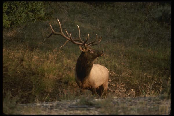 041009 Bull Elk A4 Photo Print