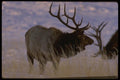 041010 Bull Elk A4 Photo Print