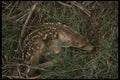 041011 Mule Deer Fawn A4 Photo Print