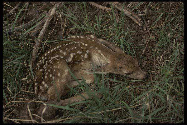 041011 Mule Deer Fawn A4 Photo Print