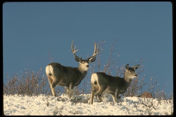 041012 Mule Deer A4 Photo Print