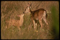 041013 Mule Deer And Fawn A4 Photo Print