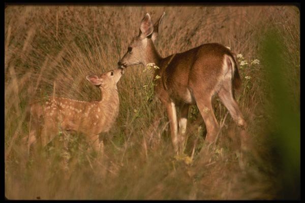 041013 Mule Deer And Fawn A4 Photo Print