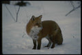 041014 Red Fox A4 Photo Print