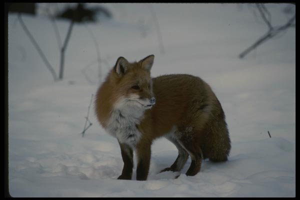 041014 Red Fox A4 Photo Print